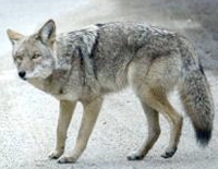 Coyote similar to this one spotted in our area